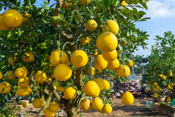 Ripe pomelo fruits hang on the trees in the garden.