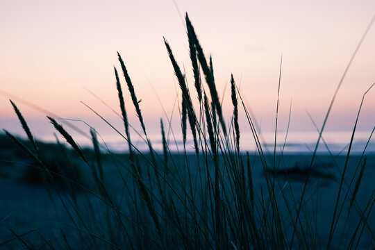 Silueta de juncos en una playa al atardecer