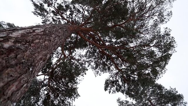 Camera moving between pine crones trees in winter time. View from bottom to up.