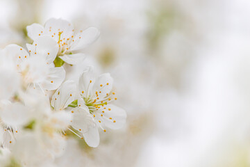 White cherry blossoms close-up. Postcard with the image of spring flowers. Space for text