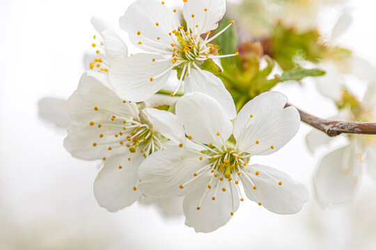 White cherry blossoms close-up. Postcard with the image of spring flowers