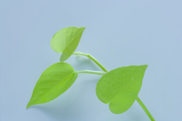 レモンライムの葉