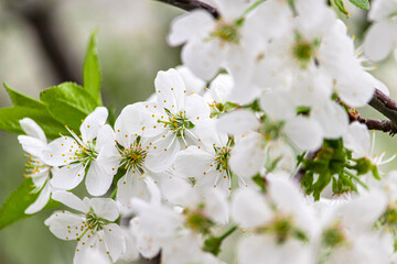 Fototapeta premium White cherry blossoms close-up. Postcard with the image of spring flowers