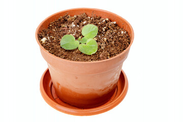 Seedlings of violets in brown pot