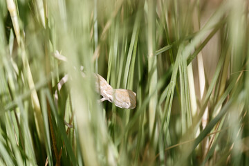 A baby chameleon crawling on grass stalks