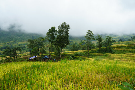 Terraced rice field landscape in harvesting season with low clouds in Y Ty, Bat Xat district, Lao Cai, north Vietnam