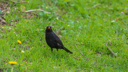 Portrait of single black thrush