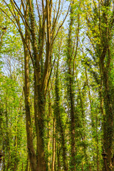 Fototapeta na wymiar Green leaves of ivy at trees