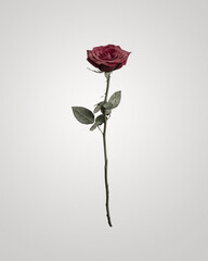 Fototapeta premium red rose on white background