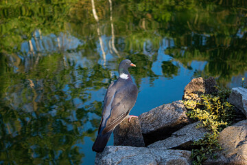 Pigeon