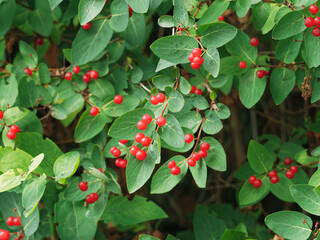 Lonicera xylosteum | Rote Heckenkirsche oder Gewöhnliche Heckenkirsche, strauch mit hohle Zweige, elliptischen Laubblätter, Beerenfrüchte rot gefärbt in Herbst