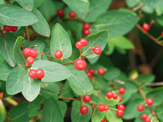 Lonicera xylosteum oder Gemeinde Heckenkirsche, Heckenpflanze bildend zum Herbst rote kugelförmige...
