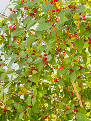 Lonicera xylosteum | Rote Heckenkirsche oder Gewöhnliche Heckenkirsche, strauch mit hohle Zweige, elliptischen Laubblätter, Beerenfrüchte rot gefärbt in Herbst