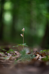 Epipogium aphyllum ghost orchid in wild nature