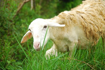 some sheep in the fields 
