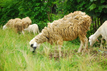 some sheep in the fields 
