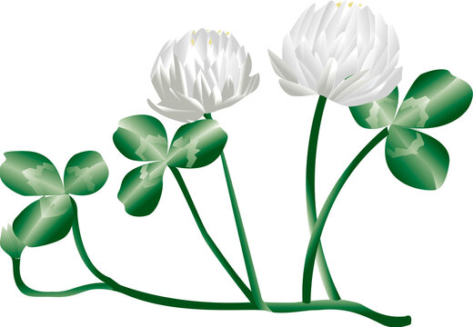 しろつめくさ Images Browse 461 Stock Photos Vectors And Video Adobe Stock