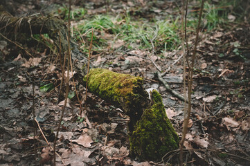 Naklejka na ściany i meble green moss on a stump in the woods