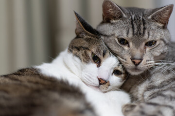 寄り添う二匹の猫　キジトラ・サバトラ猫