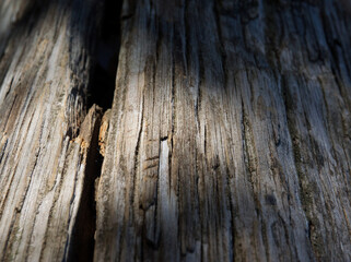 Old wood texture picture with reliefs to highlight lighting and shadow effects