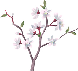 Obraz premium さくら