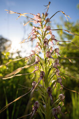 Himantoglossum orchid in wild nature in Slovakia