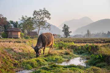 Young buffalo at a watering hole in a pasture in a rice field against the background of a village. Typical landscape of northern Thailand