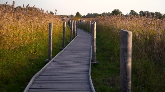 Wooden walkway into nature. Boardwalk through forest