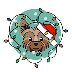 Yorkshire terrier dog in santa claus hat