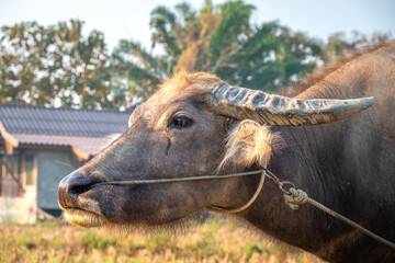 Close-up of a young buffalo in front of a farmhouse. Pai, Thailand