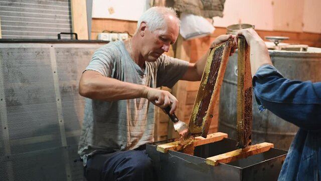 Uncovering the honeycombs with the scraper by hand, honey harvest.