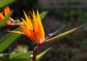 Bright Orange Strelizia Flower in Garden