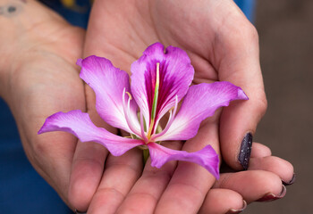 Pink Flower Laying on Girls Hands