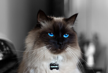 Ragdoll Cat with Deep Blue Eyes on Black and White Background