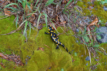 Salamander in wild nature