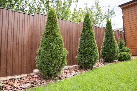 landscape design. front garden. beautiful garden at home