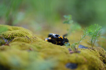Obraz premium Salamander in wild nature