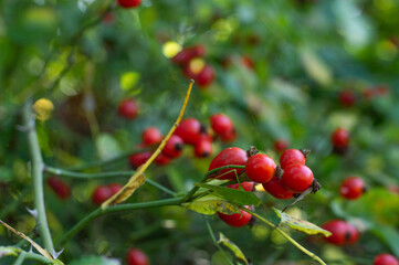 A rosehip bush with ripe fruits, Tettigonia sits on a twig, the background is blurred.