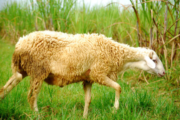 Naklejka na ściany i meble some sheep in the fields 