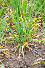 Drought wheat bush. Dried leaves of crops in the agricultural field.