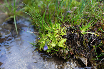 Carnivorous plant pinguicula vulgaris in wild nature