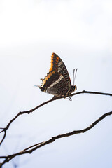 Mariposa posada en una rama con el fondo blanco.