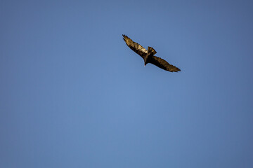 hawk in flight