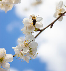 Bee on a flower on a background of the sky