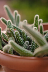 Cactus of the species Chamaecereus silvestrii. Elongated cactus in flowerpot. Echinopsis chamaecereus cactus. Snake cactus.