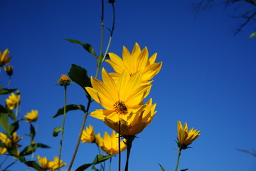 lem artichoke (Helianthus tuberosus), also called sunroot, sunchoke, or earth apple, ... In other...