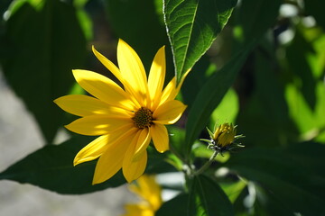 lem artichoke (Helianthus tuberosus), also called sunroot, sunchoke, or earth apple, ... In other words, English speakers would have corrupted "girasole artichoke" (meaning, "sunflower artic