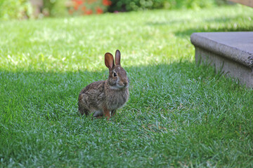Alert small grey and brown bunny rabbit sitting on the grass in backyard