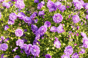 flowers in the garden