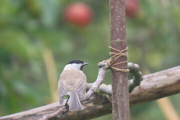 Marsh tit (Poecile palustris) perching on a beautiful tree branch. Beautiful marsh tit perching.
